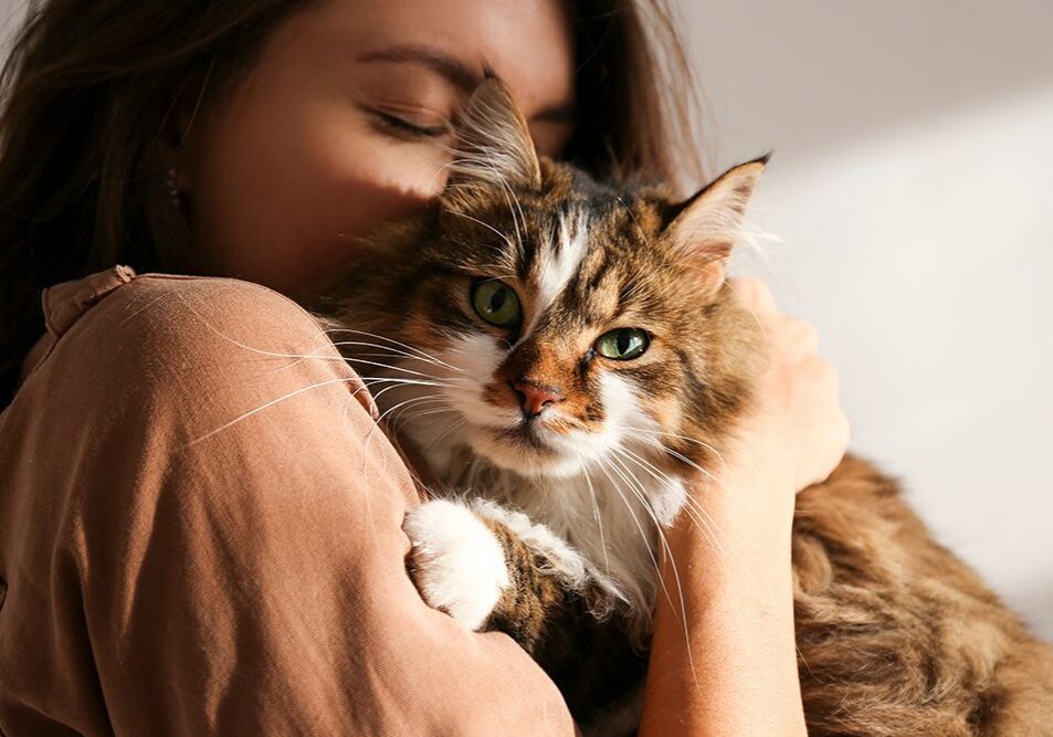 Portrait of young woman holding cute siberian cat with green eyes. Female hugging her cute long hair kitty. Background, copy space, close up. Adorable domestic pet concept.